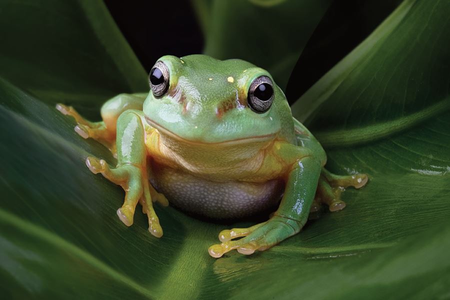 Magnificent Tree Frog