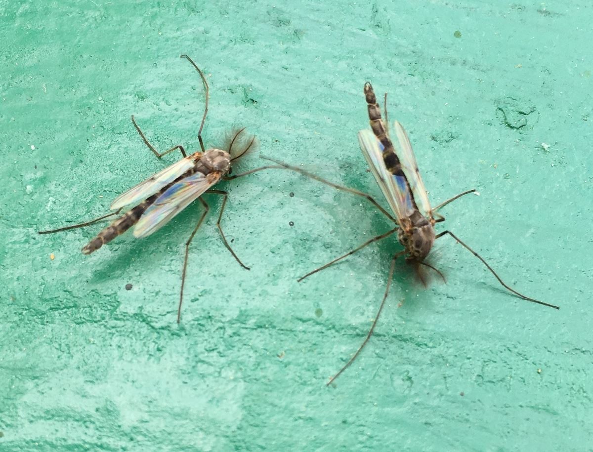 Non biting Midge