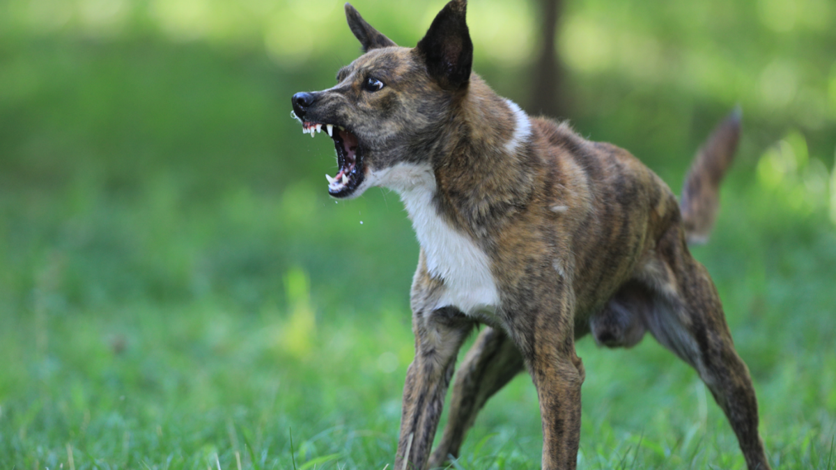 aggressive dog aggressive dog